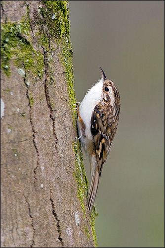 Brown Creeper, Wild Creatures, Nature Birds, Like Animals, All Birds, Bird Pictures, Pretty Birds, Bird Photo, Cute Birds