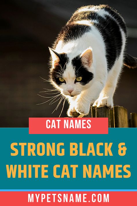 The beautiful thing about owning a new pet is that you can name it just about anything you like! If you love Disney, choose a name from that franchise, or if you're a Marvel fan, name them after a superhero. Check out our list of strong black and white cat names for ideas.  #strongblackandwhitecatnames #blackandwhitecatnames #blackcatnames Black And White Cat Names, Kitten Names Girl, Boy Cat Names, Girl Cat Names, Unique Cat Names, Cute Cat Names, Black And White Kittens, White And Black Cat, Kitten Names