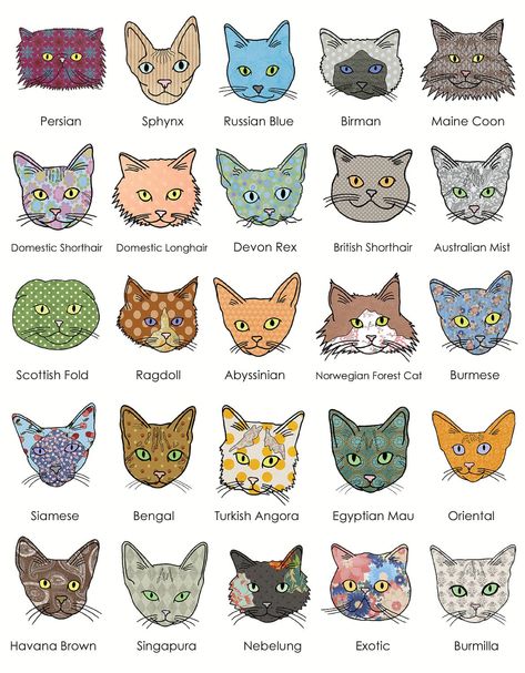 The Essential A-Z Cat Breed Guide on Cat Tree Lykoi Cat, Cat Breeds Chart, Singapura Cat, All Cat Breeds, Nebelung, Burmilla, Exotic Shorthair Cat, Cat Species, Fabric Cat