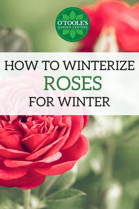 Now that autumn has arrived, it’s time to start getting your roses ready for their long winter’s nap. With a little bit of planning and prep, you can make sure your roses wake up healthy and refreshed in the spring. Click to learn how to winterize your roses in four easy steps! #Gardening #GardeningTip #GardeningTips #Roses #Rose #RoseGardening How To Winterize Rose Bushes, Rose Pruning Winter, Winterize Rose Bush, Pruning Roses For Winter, How To Trim Rose Bushes For Winter, Protecting Roses In Winter, Winterize Outdoor Plants, How To Prune Roses For Winter, Trimming Roses For Winter