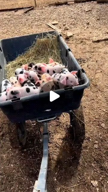 Pig Vibes on Instagram: "Load of cuties 😍🐖
.
Video by📽️ @redboatfarm" Pet Pig, February 1, Video Credits, Sweet Animals, Beautiful Things, Audio, Pet, On Instagram, Instagram