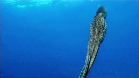 Octopus Cephalopod GIF - Octopus Cephalopod Tentacles - Discover & Share GIFs Octopus Gif, Octopus Tentacles, Cute Headers, Ocean Vibes, Cartoon Gifs, Kraken, Marine Life, Octopus, Animated Gif