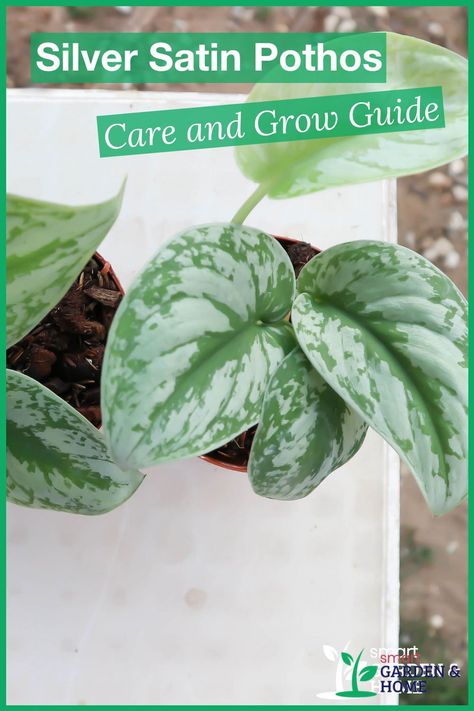 Pothos Silver Satin, Silver Splash Pothos, Silver Pothos Care, Silver Pothos Plant, Pothos Satin, Satin Pothos Plant, Silver Satin Pothos, Silver Pothos, Pothos Plant Care