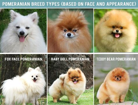 Pomeranian Types, Fox Face Pomeranian, Pomeranian Mix Puppies, Pomchi Dogs, Pomeranian Colors, Pomeranian Facts, Spitz Pomeranian, Pomeranian Breed, Pure Breed Dogs