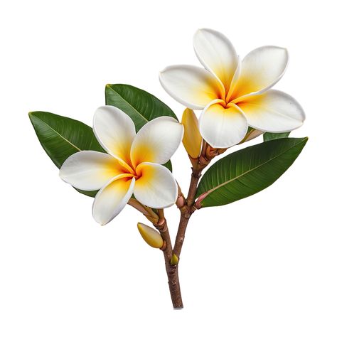 AI generated showcases frangipani blossom isolated on transparent background Frangipani Illustration, Fiori Frangipani, Side View Drawing, Poster Rangoli, Single Art, Frangipani Flower, Single Flowers, Flower Tattoo Drawings, Beach House Wall Decor