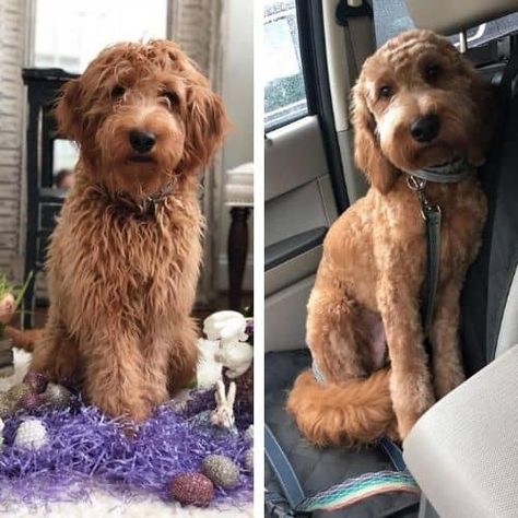 Short Goldendoodle Haircut, Labradoodle Grooming Haircuts, Labradoodle Haircut, Teddy Bear Goldendoodle, Labradoodle Grooming, Goldendoodle Haircuts, Goldendoodle Grooming, Puppy Haircut, Poodle Haircut