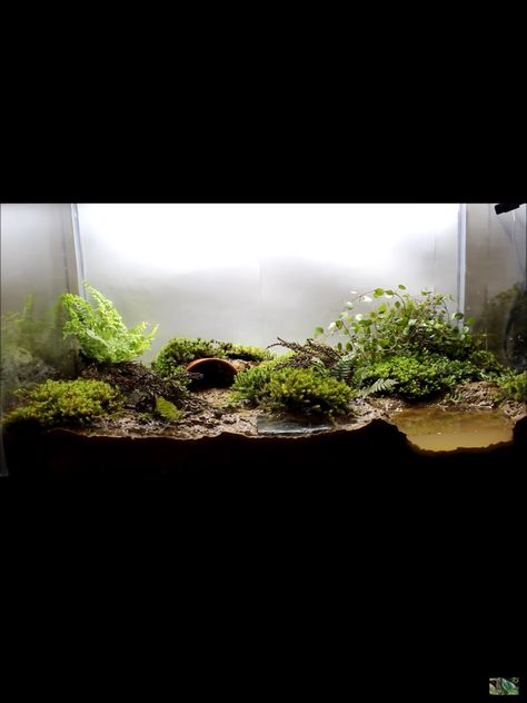 Salamander Terrarium Ideas, Salamander Enclosure, Pac Man Frog Terrarium, Pac Man Frog Enclosure, Toad Enclosure, Crab Paludarium, Faerie Decor, Frog Setup, Tropical Vivarium