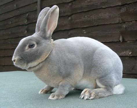 Mini Rex Rabbits For Sale | Modesto, CA Black Otter Rex Rabbit, Rex Rabbits, Mini Rex Rabbit, Rabbits For Sale, Rabbit Breeds, Rabbit Colors, Beautiful Rabbit, Bunny Care, Bunny Cages