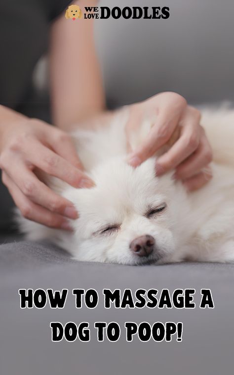 Did you know that dogs can become constipated, just like people? There are several causes of canine constipation, including changes in diet, medication, or your dog consuming something it shouldn’t have. Regardless of the reason, it’s crucial to ensure your dog passes their blockage before it becomes a severe health issue. Knowing how to massage a dog to poop will make all the difference! Dog Massage, Dog Illnesses, Dog Remedies, Dog Wellness, Dog Grooming Tips, Dog Health Tips, Dog Facts, Dogs Love, Dog Care Tips