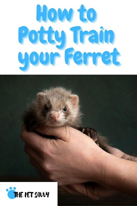 Ferret Litter Box Ideas, Ferret House Ideas, Ferret Training, Ferret Colors, Ferret Diet, Ferret Diy, Survival Knowledge, Ferrets Care, Ferret Toys