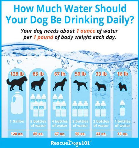 What To Do With Your Dog, Things To Do With Your Dog, Boxer Dogs Facts, Dog Infographic, Dog Remedies, Pet Tips, Dog Health Tips, Dog Diet, Dog Tips