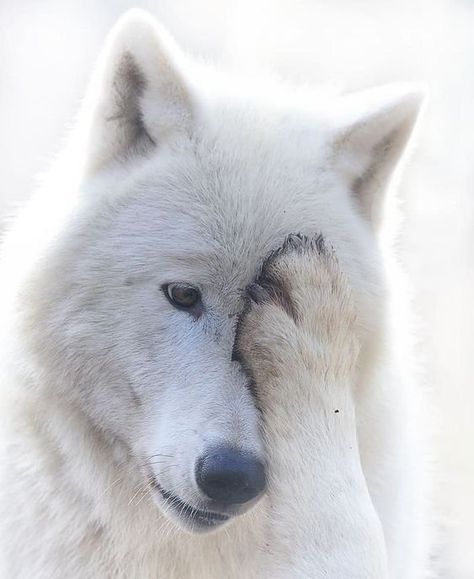 Tundra Wolf, Wolf Images, Reference Board, Wolf Photos, Wolf Love, Wolf Pictures, Wolf Spirit, Beautiful Wolves, White Wolf