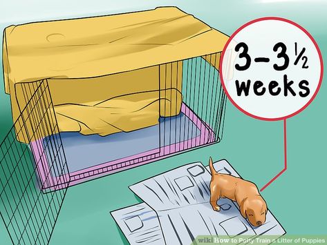 How to Potty Train a Litter of Puppies: 11 Steps (with Pictures) Newborn Puppy Care, Dog Breeding Kennels, Dog Whelping Box, Dog Breeding Business, Whelping Puppies, Custom Dog Kennel, Foster Puppies, Puppy Pens, How To Potty Train