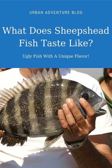 What does #sheepshead fish taste like and is it good to eat? Learn more about sheepshead, how to #catch and #cook it today! How To Cook Sheepshead Fish, Catch And Cook, Sheepshead Recipe, Sheepshead Fish Recipe, Sheepshead Fish, Ugly Fish, Urban Adventure, Food Knowledge, Fish Recipe