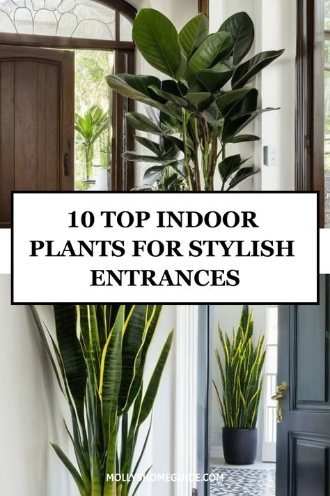 Transform your entrance into a serene oasis with the best indoor plants for entrance. Elevate your entryway design by incorporating natural elements like low-light houseplants under the stairs or along the hallway. Discover creative ways to style your entryway with indoor plants, creating a calming and beautiful decor that welcomes you home. Incorporating indoor plants not only enhances the aesthetics of your space, but also purifies the air and promotes a sense of relaxation. Indoor Plants Entryway, House Entrance Plants Entryway, Foyer Plants Entrance, Entryway Tree, Green Entryway, Houseplants Low Light, Bamboo Palm, Bird Of Paradise Plant, Entryway Design