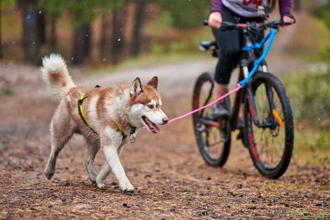 Why Do Dogs Lick, Dog Behaviorist, Bicycle Safety, Biking With Dog, Dog Exercise, Leash Training, Dog Activities, Older Dogs, Quality Content