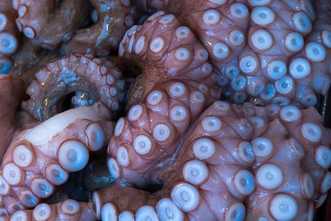 Octopus Pictures, Gcse Art, Arte Inspo, Art Reference Photos, Art Classes, Drawing Reference, Octopus, The Ocean, Aesthetic Pictures