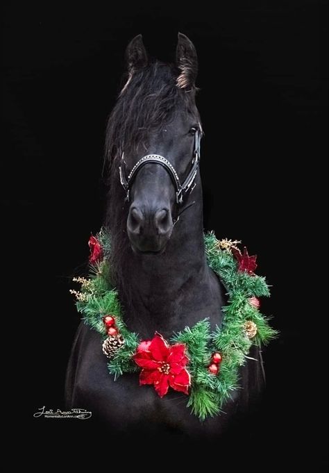 Christmas Horse Wallpaper, Horse Meme, Unicorn Photos, Christmas Horse, Horse Christmas, Horse Costumes, Christmas Horses, Dream Horse, Horse Wallpaper