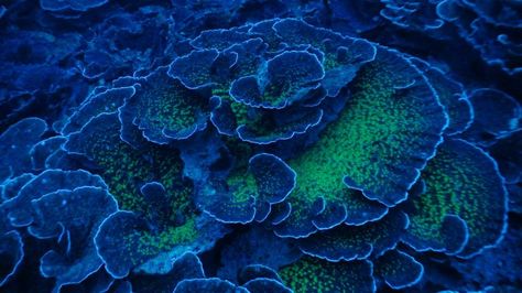 Exotic 'Twilight Zone' Reef Is Brimming With Unique Forms of Life - We tend to think of coral reefs as luminous, undersea jungles that pepper the shallow, scuba-friendly tropics. But deeper down, in a region about as bright as Pluto on a sunny day, there lie vast reef ecosystems unknown to science. Montipora Coral, Lettuce Coral, Coral Reef Aquarium, Cnidaria, Life Under The Sea, Sea Plants, Salt Water Fish, Beautiful Sea Creatures, Marine Aquarium