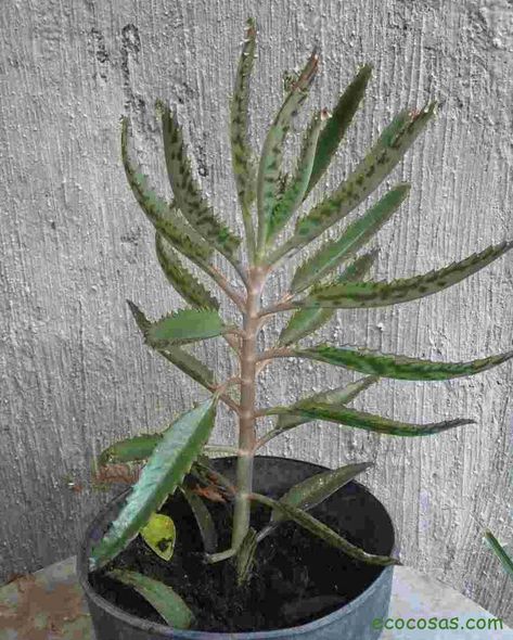 Kalanchoe Blossfeldiana, Green Garden, Plant Leaves, Plants, Green