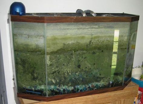 fish tank Dark Living Room, Survival Preparedness, Dark Living Rooms, Home Aquarium, Production Design, Fish Tank, Herbs, Fish, Living Room