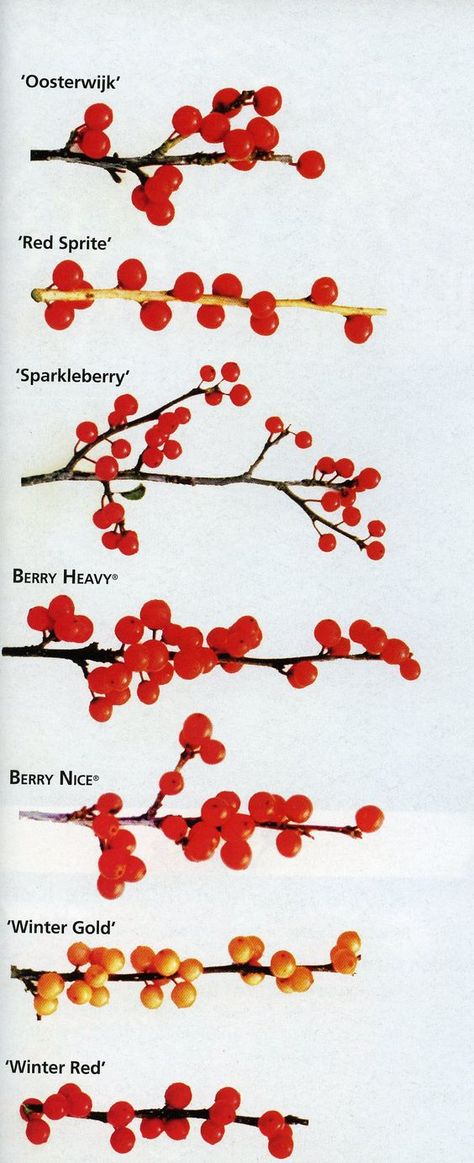 An excellent comparison of the different varieties of winterberry holly, Ilex verticillata: http://emfl.us/NBHd: Winter Urns, Ilex Verticillata, Ornamental Shrubs, Beauty Berry, Winterberry Holly, Winter Berry, Planting Design, Winter Birds, Curly Willow