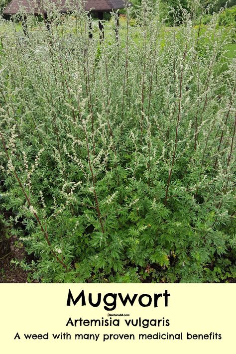 Mugwort Benefits and Proven Medicinal Uses of Mugwort - GardensAll Horseweed Uses, Lungwort Benefits, Fleabane Medicinal Uses, Mugwort Uses, Mugwort Benefits, Mugwort Plant, Mountain Medicine, Mugwort Essential Oil, Holistic Eating