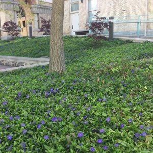 Vinca Minor Ground Cover, Ground Cover Ideas, Periwinkle Plant, Best Ground Cover Plants, Lily Turf, Vinca Minor, Perennial Ground Cover, Easy Perennials, Small Purple Flowers