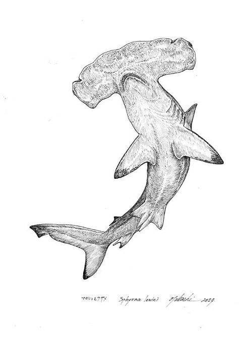 Sealife Drawing, Ocean Theme Tattoos, Pointalism Art, Hammerhead Shark Tattoo, Hammerhead Sharks, Sea Creatures Art, Single Line Tattoo, Sea Tattoo, Silkscreen Printing