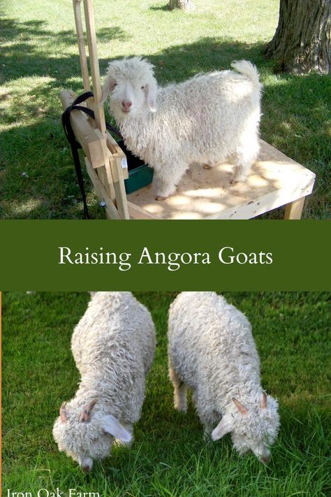 Babydoll Sheep, Keeping Goats, Feeding Goats, Raising Farm Animals, Goat Care, Goat Kidding, Raising Goats, Future Farms, Angora Goats