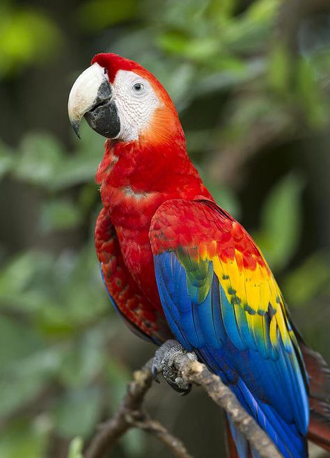 https://flic.kr/p/21FMg7w | white beak Scarlet Macaw, Parrots Art, Macaw Parrot, Colorful Parrots, Most Beautiful Birds, Nature Birds, Tropical Birds, Bird Pictures, Exotic Birds