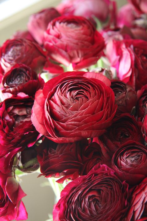 ranunculus black jack Library Of Flowers, Flower Varieties, Flora Flowers, Moon Wedding, Black Jack, Flower Farm, Digital Library, Ranunculus, Beautiful Blooms