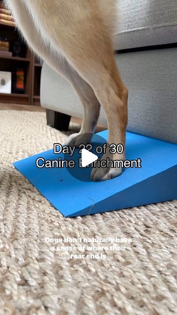 Leah 🌼 Canine Enrichment & Training on Instagram: "🍑🍑🍑" Puppy Enrichment Ideas, Dog Enrichment Ideas, Canine Enrichment, June 22, Puppies, Train, Dogs, On Instagram, Instagram