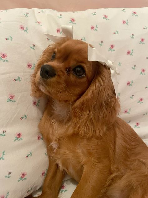 Pet Claims, Dr Claims, Puppy Fever, Cute Fluffy Dogs, Cute Small Dogs, Cavalier King Charles Dog, King Charles Dog, King Charles Cavalier Spaniel Puppy, Cute Animals Puppies