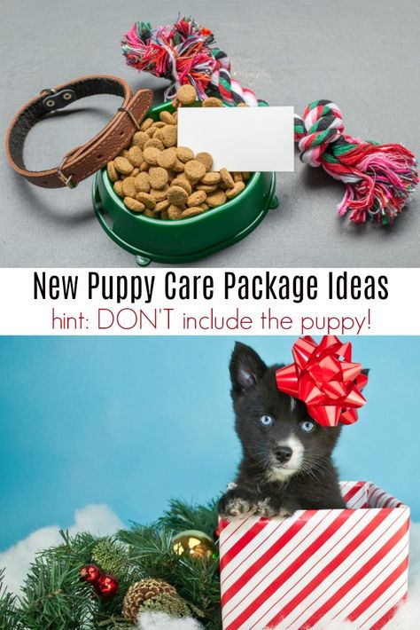 Want to gift a friend, child or loved one with a puppy? Give a new puppy care package rather than the actual puppy. Here are a few puppy care package ideas! via @DianeHoffmaster Puppy Gift Basket, Puppy Care Package, Rabbit Litter, Diy Projects For Kids, Puppy Gifts, Pet Rabbit, Puppy Care, Animal Companions, Care Package