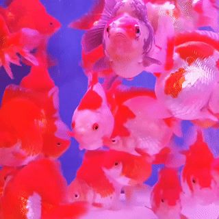 seatrench:  Ryukin Fancy Goldfish  (source) Fish Dishes Healthy, Fish Gif, Fancy Goldfish, Different Fish, Sea Wallpaper, Pet Fish, Fishing Decor, Fishing Theme, Moving Image