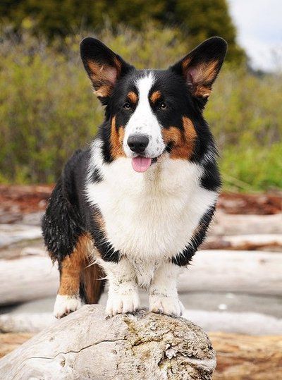 Gorgeous Tri-Color Cardigan Welsh Corgi Corgi Full Grown, Husky Corgi, Corgi Facts, Cardigan Corgi, Black Headed, Pembroke Welsh Corgi Puppies, Every Dog Breed, Corgi Pictures, Welsh Corgi Puppies