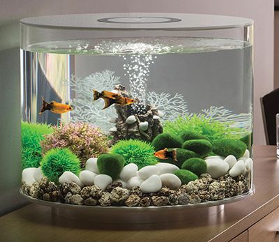 How To Decorate Your Aquarium - GardenSite.co.uk Biorb Aquarium Ideas, Mini Aquarium Design, Small Aquarium Ideas Decoration, Small Fish Tank Ideas, Small Aquarium Ideas, Small Aquarium Design, Cool Fish Tank Decorations, Fish Decorations, Copper Sulphate