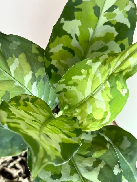 Pictum Tricolor, Green It, Different Shades Of Green, Indoor Jungle, Plant Mom, House Plant, Plant Life, Tri Color, Shades Of Green