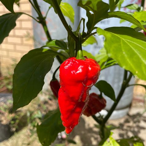 Behold, the Fiery Bhut Jolokia! 🔥 🔥 B is for Bhut Jolokia! Known as the Ghost Pepper, it's not for the faint-hearted. Ready to spice up your life? 🌿 Characteristics: Flavour: Intense heat with a slightly fruity undertone Heat Level: 1,000,000+ Scoville units 🌡️🌶️ Appearance: Wrinkled skin, typically red or orange, about 2.5-3.5 inches 🍽️ Culinary Uses: Hot Sauces: Perfect for adding an extreme kick Spicy Dishes: Use sparingly in curries, chutneys, and sauces Dried & Ground: Make your own... Bhut Jolokia, Ghost Pepper, Ghost Peppers, Speed Up Metabolism, Hot Sauces, Spice Up Your Life, Spicy Dishes, Metabolism Booster, Wrinkled Skin