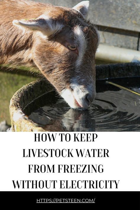 Keeping livestock water from freezing in winter without electricity can be a challenge, but it's essential for animal health. Use insulated buckets, tire waterers, or floating ping pong balls to keep the surface moving. Solar heaters and saltwater bottles can also help maintain liquid water. Discover effective and practical solutions to ensure your livestock have access to fresh water even in the coldest weather. Learn more about these innovative, electricity-free methods today Horse Water Trough, Duck Waterer, Livestock Barn, Water Tub, Horse Barn Ideas Stables, Horse Water, New Home Plans, Water Barrel, Horse Barn Ideas