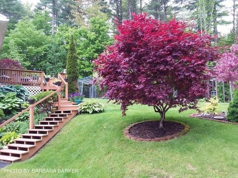 Red Japanese Maple Tree, Japanese Maple Tree Landscape, Weeping Japanese Maple, Maple Tree Landscape, Bloodgood Japanese Maple, Coral Bark Japanese Maple, Japanese Red Maple, Front Lawn Landscaping, Perennial Gardens