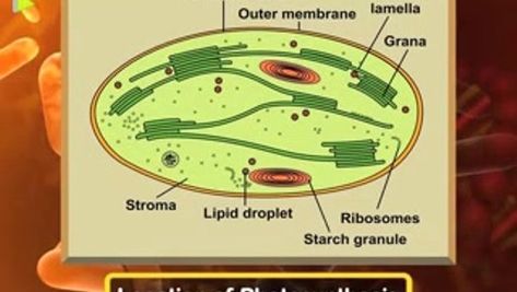 Photosynthesis is a process used by plants in which energy from sunlight is used to convert carbon dioxide and water Carbon Dioxide, Photosynthesis, Biology, Energy, Plants