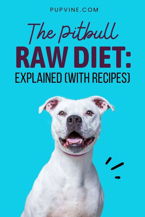 Is the Pitbull raw diet the right choice for your dog? In this article, we weigh the pros and cons, AND give you some recipes! Pitbull Food Recipes, Raw Diet For Dogs, Raw Food Diet For Dogs, Dog Raw Food Diet For Beginners, Pitbull Food, Dog Raw Diet, Raw Feeding For Dogs, Hypoallergenic Dog Food, Raw Dog Food Diet