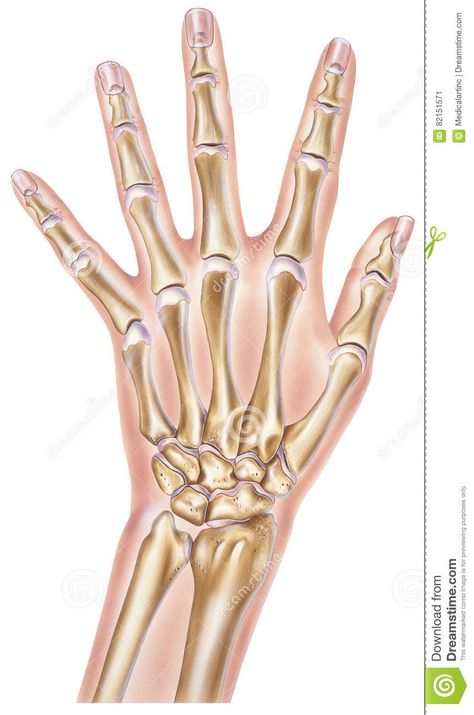 Finger Bone Drawing On Hand, Hand Structure Anatomy, Bone Structure Drawing, Finger Bones Drawing, Hand Bones Drawing On Hand, Hand Bones Drawing Sketch, Skeleton Hand Drawing On Paper, Hand Structure Drawing, Long Nails Drawing