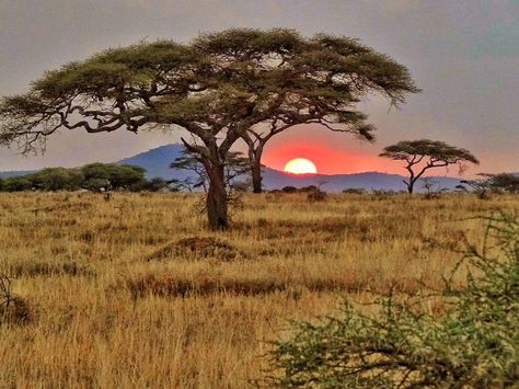 Daybreak in the Great Serengeti National Park - Tanzania Africa Scenery, Africa Landscape, Bushveld Photography, Tropical Savanna, Africa Nature Photography, African Savanna, African Landscape, African Savanah Aesthetic, Savana Landscape