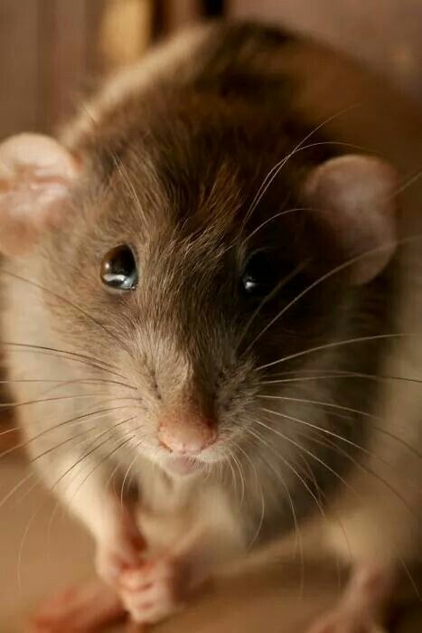 Stare you down... Brown Rat, Dumbo Rat, Funny Animal Images, Pet Rat, Fancy Rat, Pet Pet, Cute Rats, Mouse Rat, Pet Rats