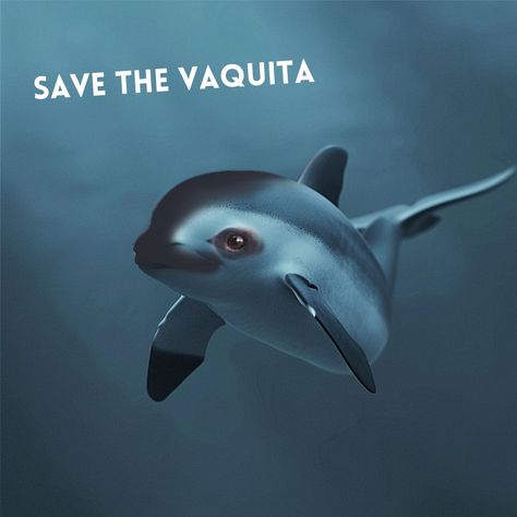 Vaquita SOS! The world's cutest and rarest porpoise, the vaquita, is almost gone. Only 6 to 8 critically endangered vaquita marina porpoises were sighted this year in the Gulf of California. Found only in Mexico's Upper Gulf of California, these precious porpoises are being driven to extinction by illegal fishing practices. Gillnets, used to catch the endangered totoaba fish, entangle and drown vaquitas, pushing them closer to the edge. Support Groups, Free Lesson Plans, Can You Help, Saving Lives, Audio Books, Real Life, This Year, Fishing, Science