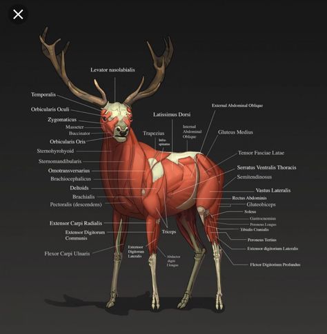 Deer Anatomy, Deer Skeleton, Learn To Draw People, Deer Photography, Body Ideas, Male Figure Drawing, Cat Anatomy, Draw People, Muscle Anatomy