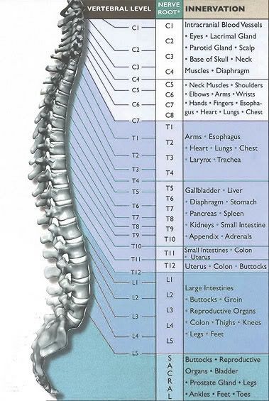 Spine Chart, Studie Hacks, Human Muscle Anatomy, Basic Anatomy And Physiology, Nurse Study Notes, Biology Facts, Medical Student Study, Human Body Anatomy, Spine Health